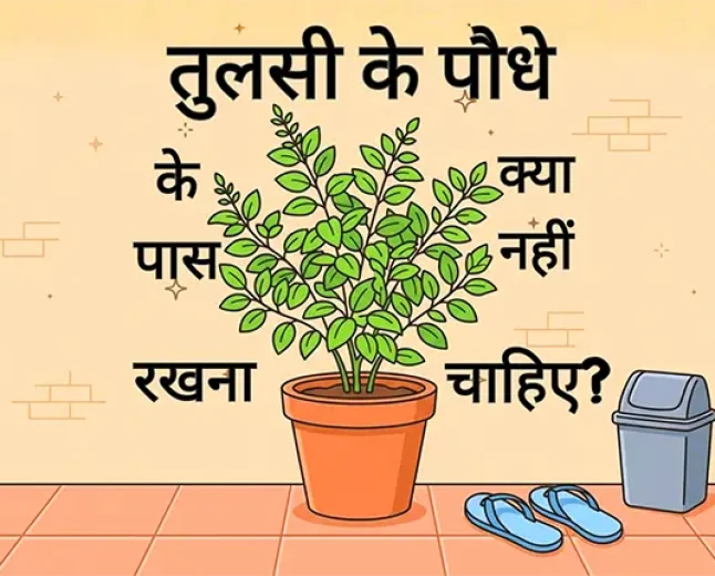 तुलसी के पौधे के पास क्या नहीं रखना चाहिए?
