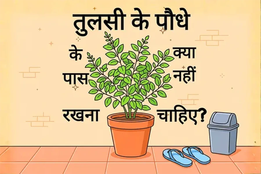 तुलसी के पौधे के पास क्या नहीं रखना चाहिए?
